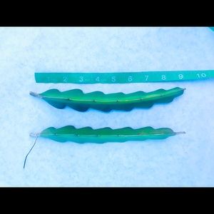 9” Dragon Fruit / Pitaya Cuttings